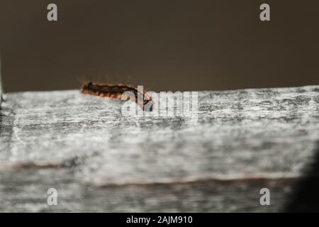 Une chenille sur une planche en bois Banque D'Images