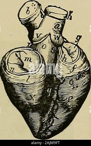 La physiologie de la circulation dans les plantes : dans les animaux inférieurs, et dans l'homme : être un cours de conférences prononcées au hall des chirurgiens au président, les fellows, etc du Collège royal des chirurgiens d'Édimbourg, à l'été 1872 . Banque D'Images