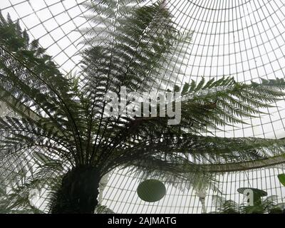 Un arbre majestueux, fougère, Cyatheales avec ses frondes lacy silhouette sur les cercles concentriques dans la coupole d'un jardin botanique sous serre. Banque D'Images