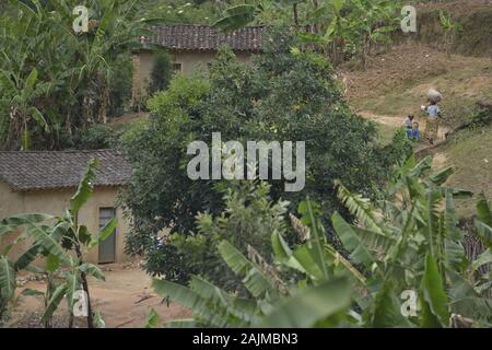 Karongi, RWANDA - SEPTEMBRE 2019 : une femme marchant dans les champs de semoule le 13 septembre 2019 à Karongi, Kibuye, Rwanda. Banque D'Images