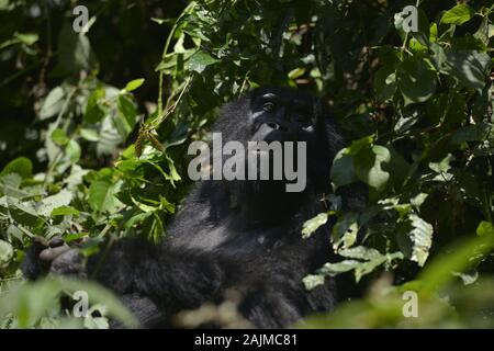 Montagne Silverback Gorilla Dans Le Parc National Impénétrable De Bwindi En Ouganda. Banque D'Images