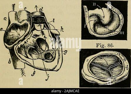 La physiologie de la circulation dans les plantes : dans les animaux inférieurs, et dans l'homme : être un cours de conférences prononcées au hall des chirurgiens au président, les fellows, etc du Collège royal des chirurgiens d'Édimbourg, à l'été 1872 . ich la pulsation communiqué lors de la systole (voyages, theimpulse au cœur et les extrémités étant presque synchrone.Cette rapidité de déplacement s'explique par le sang éjecté de LA PHYSIOLOGIE DE LA CIRCULATION. 141 les ventricules le déplacement qu'immédiatement en face d'elle, ce déplacement, rejoind le sang en face de lui, et ainsi de suite,jusqu'à Banque D'Images