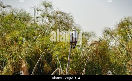 Aigle de poisson africain assis dans les arbres dans le parc national d'Akagera, au Rwanda. Banque D'Images