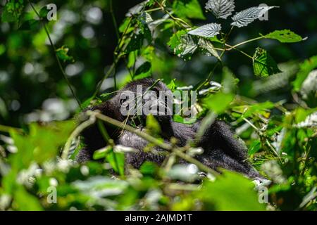 Montagne Silverback Gorilla Dans Le Parc National Impénétrable De Bwindi En Ouganda. Banque D'Images