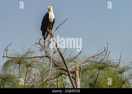 Aigle de poisson africain assis dans les arbres dans le parc national d'Akagera, au Rwanda. Banque D'Images