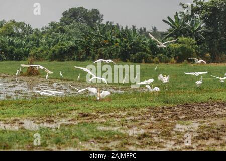 Un troupeau de hérons blancs sur un champ fraîchement labourés à la recherche de vers, insectes et grenouilles de la terre. Banque D'Images