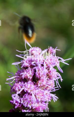 Une abeille s'envoler à partir d'une fleur de la famille des Banque D'Images