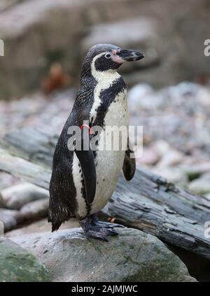 Au zoo ZSL London creusé hors là de planchettes , calculatrices et appareil et a commencé à compter les animaux au Zoo's bilan annuel Le jeudi 2 janvier 2020 . Le compté chaque mammal , oiseau , reptile , poisson et d'invertébrés . Pour certains zoos la tâche est relativement facile , mais les tactiques d'imagination sont utilisés par d'autres pour s'assurer que chaque résidant au Zoo est comptabilisé pour l'équipe d'B.U.G.S , tricher et compter comme l'une des colonies de fourmis , au lieu de suivre des centaines de fourmis . Banque D'Images