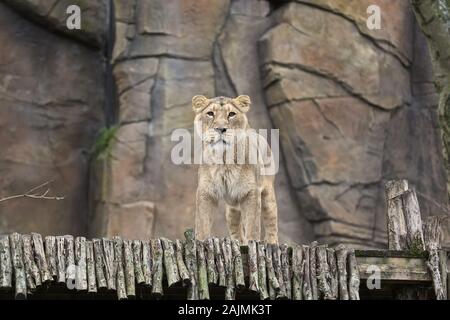 Au zoo ZSL London creusé hors là de planchettes , calculatrices et appareil et a commencé à compter les animaux au Zoo's bilan annuel Le jeudi 2 janvier 2020 . Le compté chaque mammal , oiseau , reptile , poisson et d'invertébrés . Pour certains zoos la tâche est relativement facile , mais les tactiques d'imagination sont utilisés par d'autres pour s'assurer que chaque résidant au Zoo est comptabilisé pour l'équipe d'B.U.G.S , tricher et compter comme l'une des colonies de fourmis , au lieu de suivre des centaines de fourmis . Banque D'Images