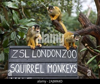 Au zoo ZSL London creusé hors là de planchettes , calculatrices et appareil et a commencé à compter les animaux au Zoo's bilan annuel Le jeudi 2 janvier 2020 . Le compté chaque mammal , oiseau , reptile , poisson et d'invertébrés . Pour certains zoos la tâche est relativement facile , mais les tactiques d'imagination sont utilisés par d'autres pour s'assurer que chaque résidant au Zoo est comptabilisé pour l'équipe d'B.U.G.S , tricher et compter comme l'une des colonies de fourmis , au lieu de suivre des centaines de fourmis . Banque D'Images