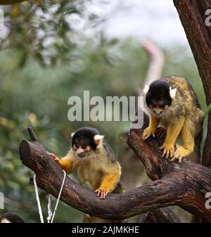 Au zoo ZSL London creusé hors là de planchettes , calculatrices et appareil et a commencé à compter les animaux au Zoo's bilan annuel Le jeudi 2 janvier 2020 . Le compté chaque mammal , oiseau , reptile , poisson et d'invertébrés . Pour certains zoos la tâche est relativement facile , mais les tactiques d'imagination sont utilisés par d'autres pour s'assurer que chaque résidant au Zoo est comptabilisé pour l'équipe d'B.U.G.S , tricher et compter comme l'une des colonies de fourmis , au lieu de suivre des centaines de fourmis . Banque D'Images