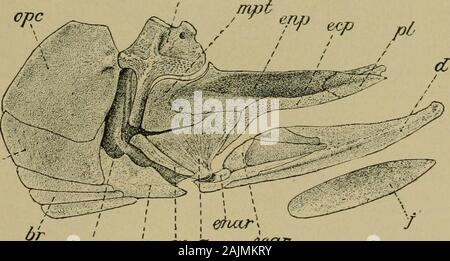 Smithsonian Miscellaneous Collections . er partie de la supra-maxillaire et la poursuite de l'arrière de l'orbite. Le parasphénoïde boneis étroite. La famille de l'Elopids, comme celle de l'Chirocentrids adecadent, est l'un-un du passé plutôt que de la présente. Il wasrepresented par de nombreux genres et plus nombreux encore speciesduring l'époque du Crétacé. Certains de ceux qui étaient de grande taille, dépassant même la récente tarpon dans les dimensions, et presque tous ont disparu d'ici la fin de cette période. La famille wasfar moins visible durant l'ère tertiaire, mais dès l'Éocène inférieur Banque D'Images