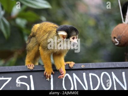 Au zoo ZSL London creusé hors là de planchettes , calculatrices et appareil et a commencé à compter les animaux au Zoo's bilan annuel Le jeudi 2 janvier 2020 . Le compté chaque mammal , oiseau , reptile , poisson et d'invertébrés . Pour certains zoos la tâche est relativement facile , mais les tactiques d'imagination sont utilisés par d'autres pour s'assurer que chaque résidant au Zoo est comptabilisé pour l'équipe d'B.U.G.S , tricher et compter comme l'une des colonies de fourmis , au lieu de suivre des centaines de fourmis . Banque D'Images