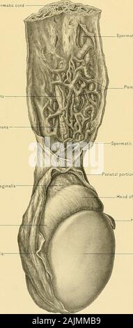 Anatomie chirurgicale : un traité sur l'anatomie humaine dans son application à la pratique de la médecine et chirurgie . ogastricplexus, par les nerfs sympathiques qui suivent l'artère du canal déférent. L'épididymite aiguë est habituellement une complication de la gonorrhée, et chronicepididymitis est la preuve de la maladie constitutionnelle, comme la tuberculose ou la syphilis .. Une orchite aiguë est une inflammation du testicule. C'est signalé par une sourde douleur, écoeurant,produit par pression des nerfs contre l'tunicaalbuginea Avhich inélastique retarde l'enflure de l'organe. Orchite chronique est de présomption de preuve de tant Banque D'Images