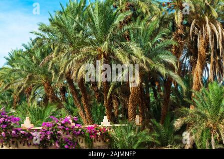 Des palmiers et des fleurs dans la vallée du Draa oasis, Maroc Banque D'Images