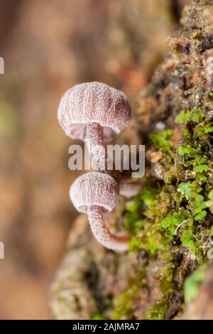 Petit Mycena corticola champignons croissant sur l'écorce d'arbre. Banque D'Images