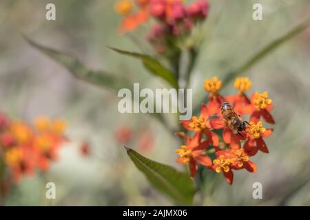 Abeille sur l'asclépiade (Asclepias curassavica Tropical flower) Banque D'Images