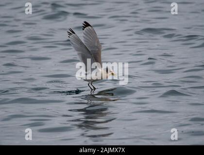 Common Gull (Larus canus), l'alimentation au fil de l'eau, port de Båtsfjord, Varanger, la Norvège arctique Banque D'Images