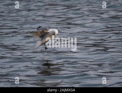 Common Gull (Larus canus), l'alimentation au fil de l'eau, port de Båtsfjord, Varanger, la Norvège arctique Banque D'Images