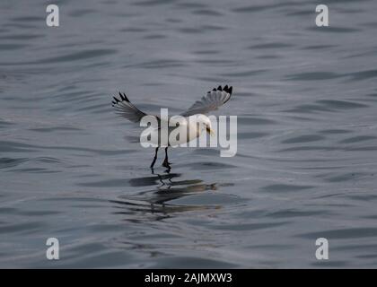 Common Gull (Larus canus), l'alimentation au fil de l'eau, port de Båtsfjord, Varanger, la Norvège arctique Banque D'Images