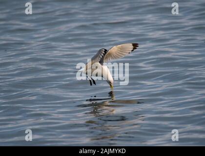 Common Gull (Larus canus), l'alimentation au fil de l'eau, port de Båtsfjord, Varanger, la Norvège arctique Banque D'Images