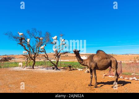 Les chèvres grimpa à un arbre et manger des feuilles, Essaouira, région de Souss-Massa-Draa, Maroc. L'espace de copie pour le texte Banque D'Images