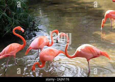 Gatorland, Orlando, Floride Banque D'Images