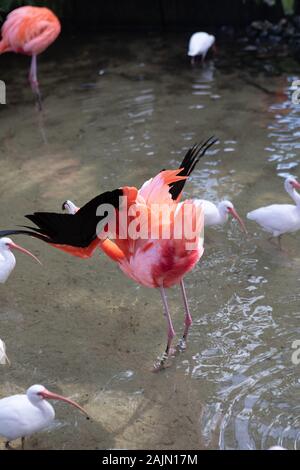 Gatorland, Orlando, Floride Banque D'Images