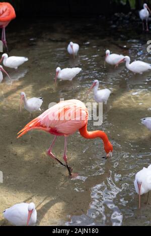 Gatorland, Orlando, Floride Banque D'Images