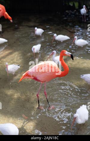 Gatorland, Orlando, Floride Banque D'Images