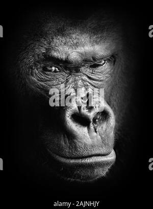 Haut contraste noir et blanc portrait animal d'un gorille pensif visage isolé dans les ombres Banque D'Images