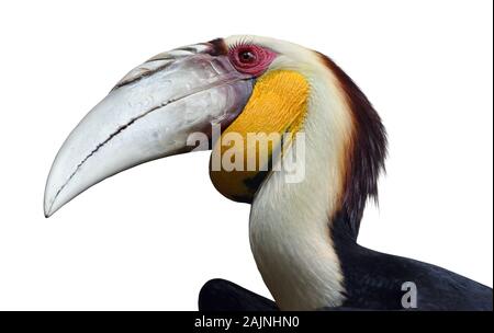 Nimbées hornbill isolé sur fond blanc Banque D'Images