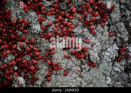 De nombreux bugs sur un arbre dans différentes étapes de développement. Gros plan photo insectes insectes insectes pompier. Coléoptères avec un dos rouge repéré. Insectes Banque D'Images