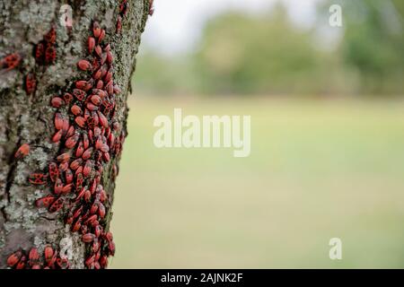 De nombreux bugs sur un arbre dans différentes étapes de développement. Gros plan photo insectes insectes insectes pompier. Coléoptères avec un dos rouge repéré. Insectes Banque D'Images