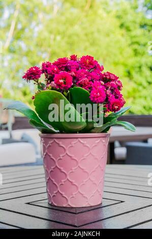 En pot de fleur Kalanchoe rose debout sur une table en bois Banque D'Images