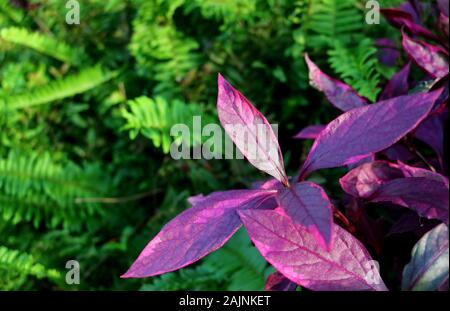 Des feuilles pourpres de la dynamique entre les plantes tropicales à feuillage vert Fougère Banque D'Images