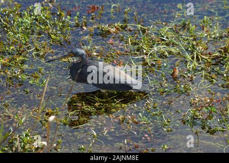 Aigrette tricolore (Egretta tricolor) dans le parc national Everglades en Floride USA Banque D'Images