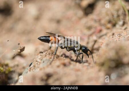 Hairy digger wasp la nidification (Podalonia hirsuta) Banque D'Images