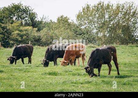 Groupe de vaches broutant dans un pré vert. Les vaches paissent dans la ferme Banque D'Images