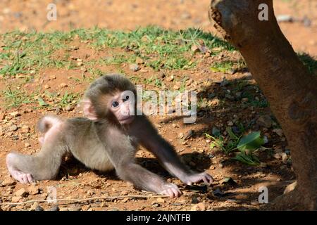 Mignon bébé singe macaque japonais apprendre à ramper Banque D'Images