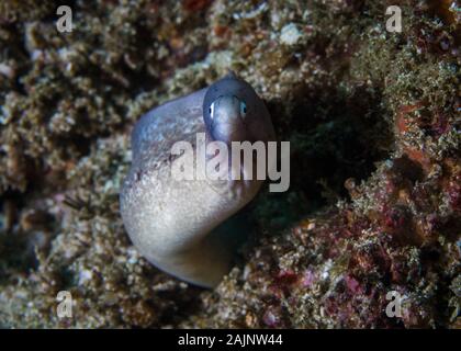 Moray géométrique ou gris de la murène (Gymnothorax griseus) dépassant du c'est trou dans le récif face à l'objectif. Banque D'Images