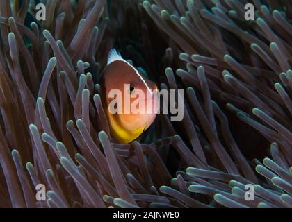 Nosestripe poisson clown ou poissons-clowns (Amphiprion akallopisos Skunk) qui se cachent dans l'anémone C'est close up Vue de côté. Banque D'Images