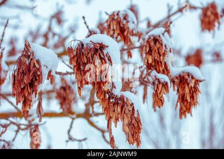 Les branches avec des semences (graines) de l'hélicoptère de FRAXINUS EXCELSIOR (frêne) sont couvertes de neige en hiver. Hiver nature background Banque D'Images