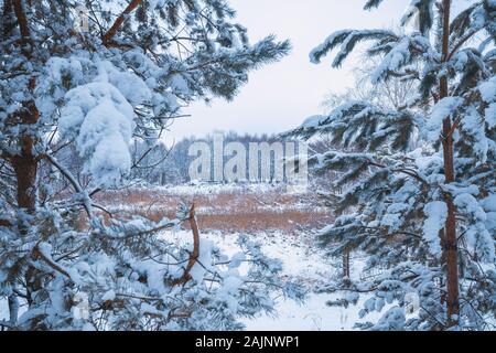 Des branches de pins couverts de givre. Fond d'hiver naturelles. Nature de l'hiver. Forêt enneigée. Noël arrière-plan Banque D'Images