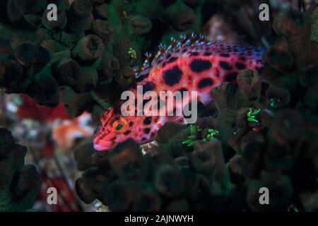 Hawkfish Cirrhitichthys oxycephalus (repéré) vue latérale d'un poisson aux couleurs vives avec des points sombres assis sur le récif. Banque D'Images