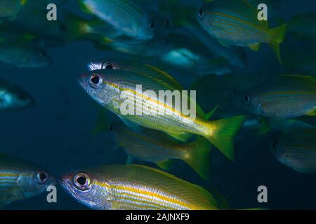 Snapper jaune ou le thon obèse poisson vivaneau (Lutjanus lutjanus) libre d'un poisson dans une école. Banque D'Images