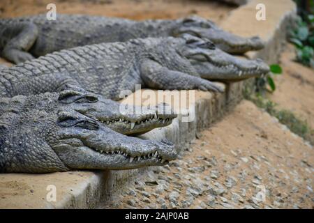 Les crocodiles dormant dans une rangée Banque D'Images