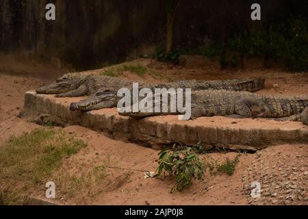 Crocodile siamois dormir dans une rangée Banque D'Images