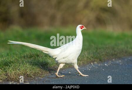 Leucistic ou blanc (nom scientifique : Faisan de Colchide Phasianus colchicus) Rare chez un homme politique Faisan de Colchide, faisant face à droite, route de passage Banque D'Images