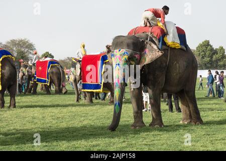 Jaipur, Rajasthan, Inde - 7 mars 2012 : les éléphants décorés et cavaliers au Festival de l'éléphant d'Holi Banque D'Images